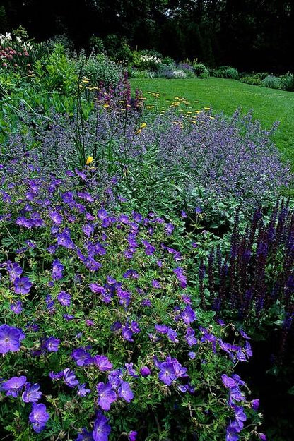 Storchschnabel Geranium 'Johnson's Blue' – ↕10-25cm – Ø9cm – 12 Pflanzen – Winterharte Staude & Bodendecker – Leuchtend blaue Blüten