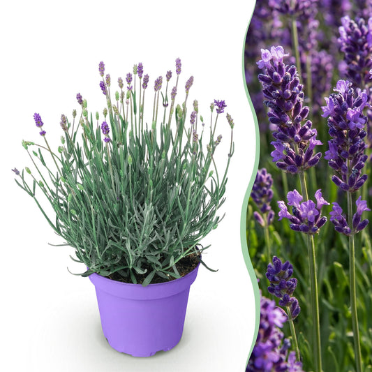 Green boutiQ - Gartenpflanze - Lavandula angustifolia Munstead - Lavendel - Winterhart - Violett - 1 Pflanze - Topf 12cm - Höhe 15-25cm 