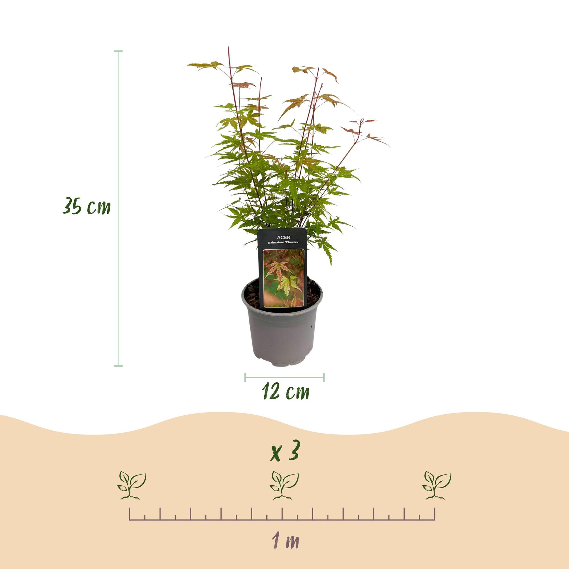 GreenboutiQ - Gartenpflanze - Acer palmatum Phoenix - Rosa - 3 Pflanzen - Laubabwerfend - Wenig Pflege - Topf 12cm Höhe 35cm 