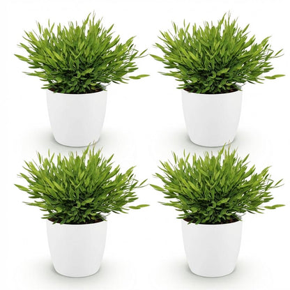 Green boutiQ - Zimmerpflanze - Bamusa Pogonatherum Monica - Bambusgras - Haustierfreundliche Pflanze - Grün - 4 Pflanzen - mit Potter Weiß - Topf 12cm - Höhe 20cm 