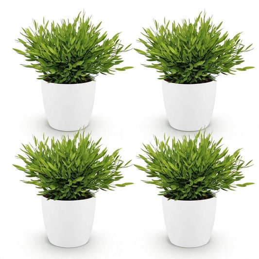 Green boutiQ - Zimmerpflanze - Bamusa Pogonatherum Monica - Bambusgras - Haustierfreundliche Pflanze - Grün - 4 Pflanzen - mit Potter Weiß - Topf 12cm - Höhe 20cm 