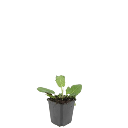 Salvia nemorosa 'Mainacht' – 48 Pflanzen – Blau blühende Staude – Sonniger Standort – Bienen- & Schmetterlingsfreundlich – Ø9cm – 10-25cm 