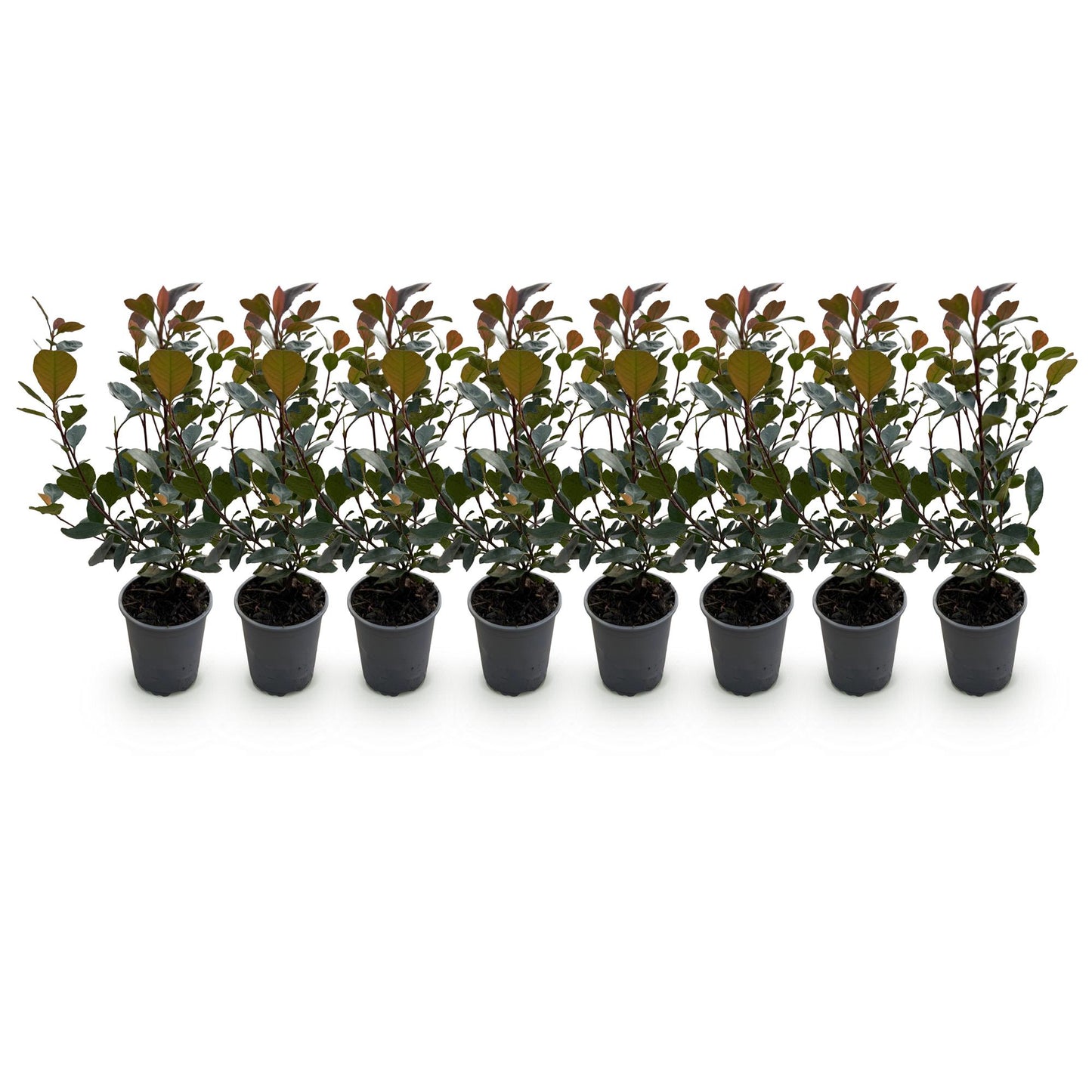 GreenboutiQ - Heckenpflanzen - Photinia Little Red Robin - Blatt Rot - 8 Pflanzen - 1 Laufmeter - Immergrün - Topf 9cm Höhe 30-35cm 