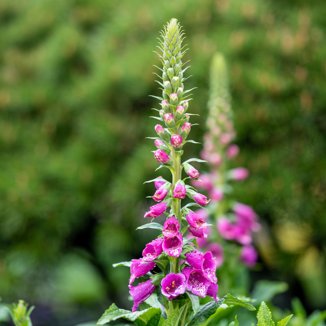 Roter Fingerhut Digitalis purpurea – 6 Pflanzen – 10-25cm – Ø9cm – Hohe Blütenstaude für Garten & Cottage-Beet – Bienenfreundliche Sommerblume