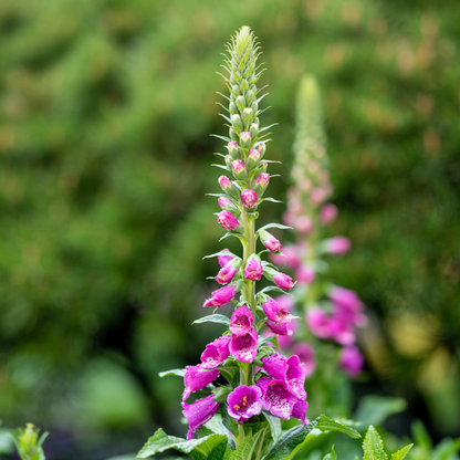 Roter Fingerhut Digitalis purpurea – 6 Pflanzen – 10-25cm – Ø9cm – Hohe Blütenstaude für Garten & Cottage-Beet – Bienenfreundliche Sommerblume