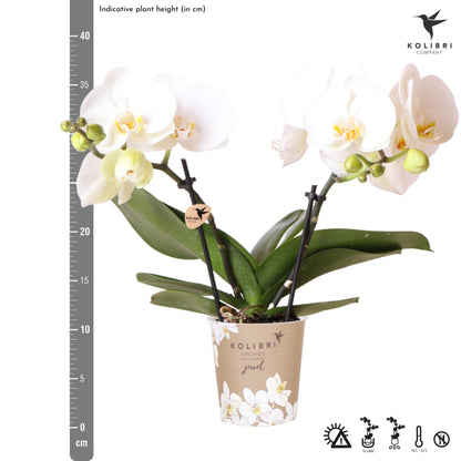 Kolibri Orchids | weiße Phalaenopsis Orchidee Topfgröße Ø9cm | Juwel Grönland - blühende Kampferpflanze - frisch vom Züchter 