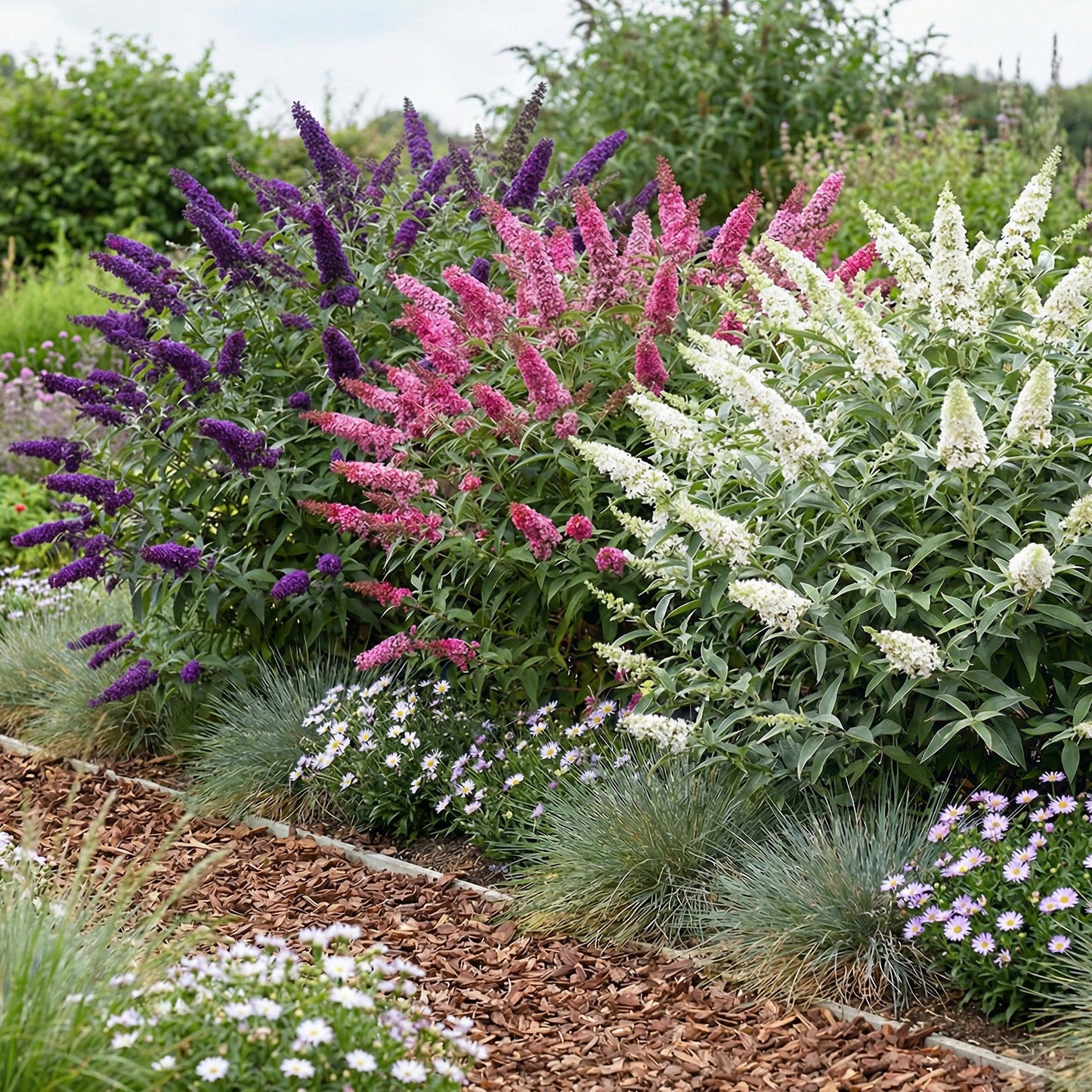 Green boutiQ - Garden Plant - Buddleja davidii Tricolour - Butterfly Bush - Hardy - Blue - Pink - White - 3 Plants - Pot 17cm - Height 45cm 