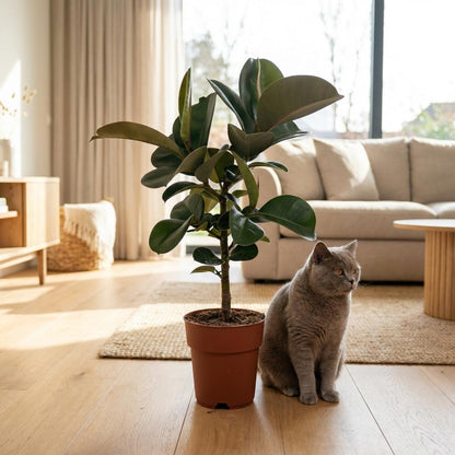 Green boutiQ - Zimmerpflanze - Gummibaum - Ficus Elastica Cloe - Grün - Pflegeleicht - 1 Pflanze - Topf 19cm - Höhe 65cm 