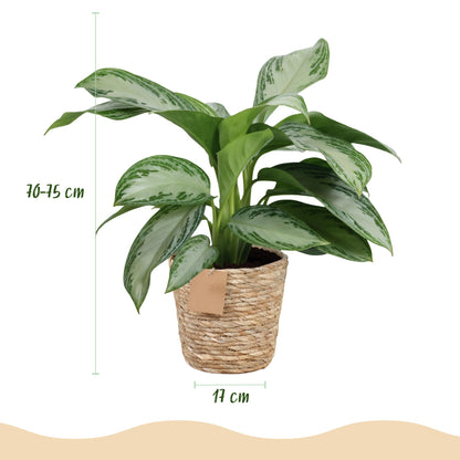 Green boutiQ - Zimmerpflanzen - Aglaonema Silver Bay - Silberblatt - Wenig Pflege - mit Korb - Silber - 2 Pflanzen - Topf 17cm - Höhe 70-75cm 