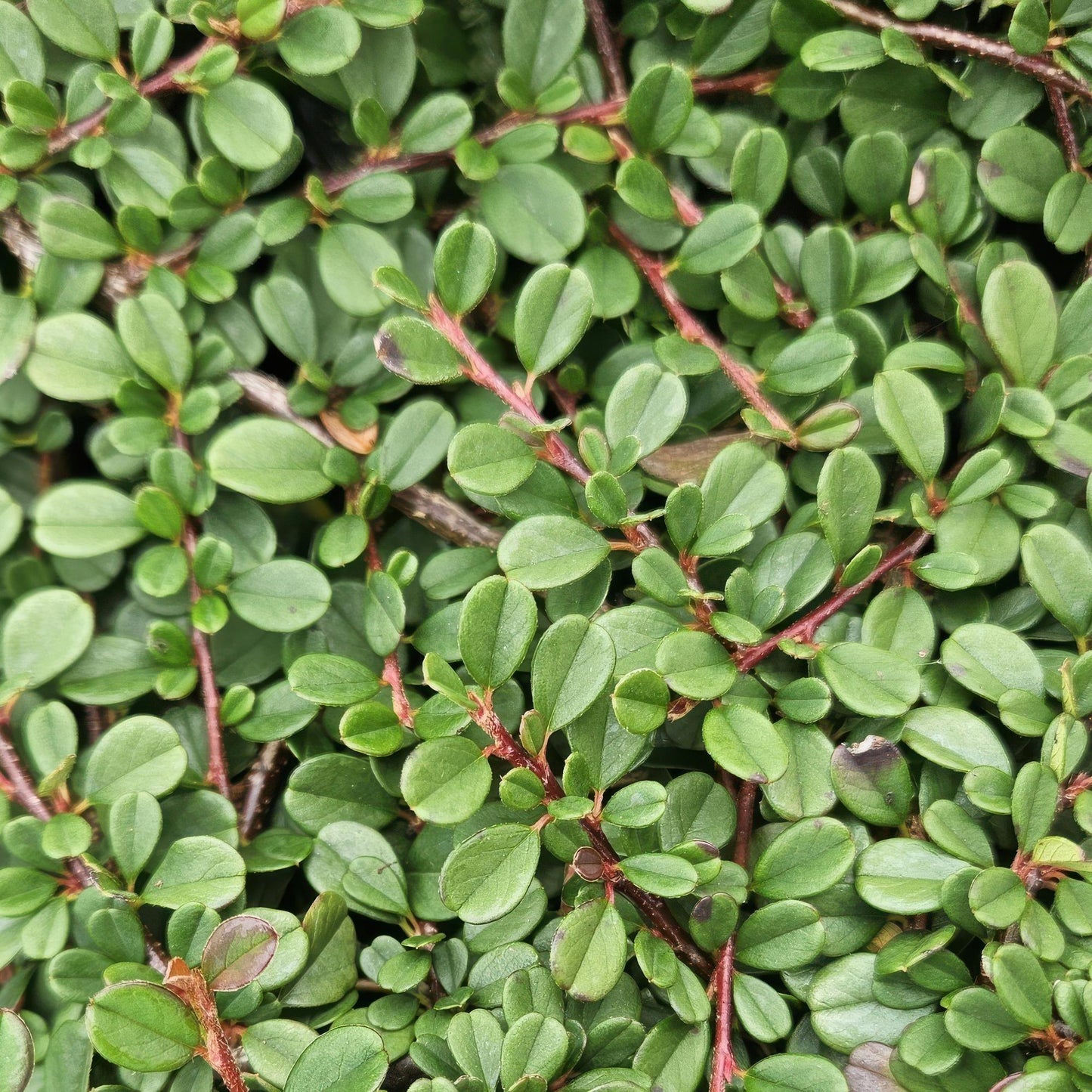 Cotoneaster prostratus 'Streib's Findling' – Flachwachsender Bodendecker – 24 Pflanzen – ↕10–25cm – Ø9cm – Immergrün & winterhart – Weiß blühend & beerentragend – Pflegeleicht