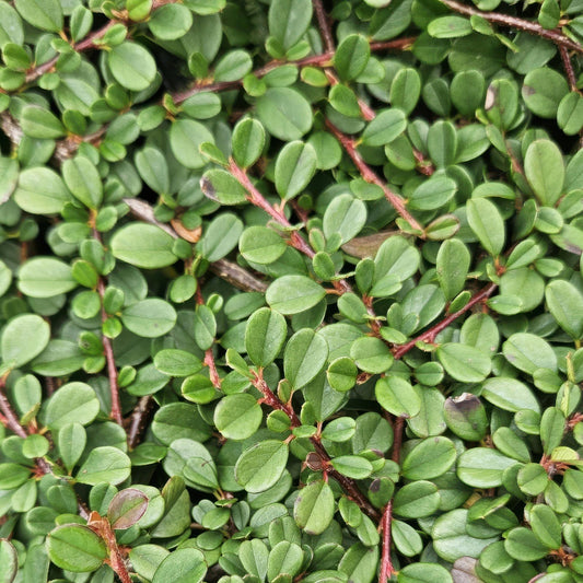 Cotoneaster prostratus 'Streib's Findling' – Flachwachsender Bodendecker – 24 Pflanzen – ↕10–25cm – Ø9cm – Immergrün & winterhart – Weiß blühend & beerentragend – Pflegeleicht
