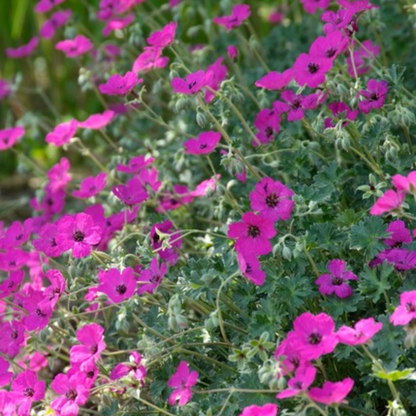 Geranium sanguineum Max Frei – 60 Pflanzen – Ø9cm – Höhe 10-25cm – Karminroter Storchschnabel – Winterharter Bodendecker – Für Beet, Steingarten & Flächenpflanzung