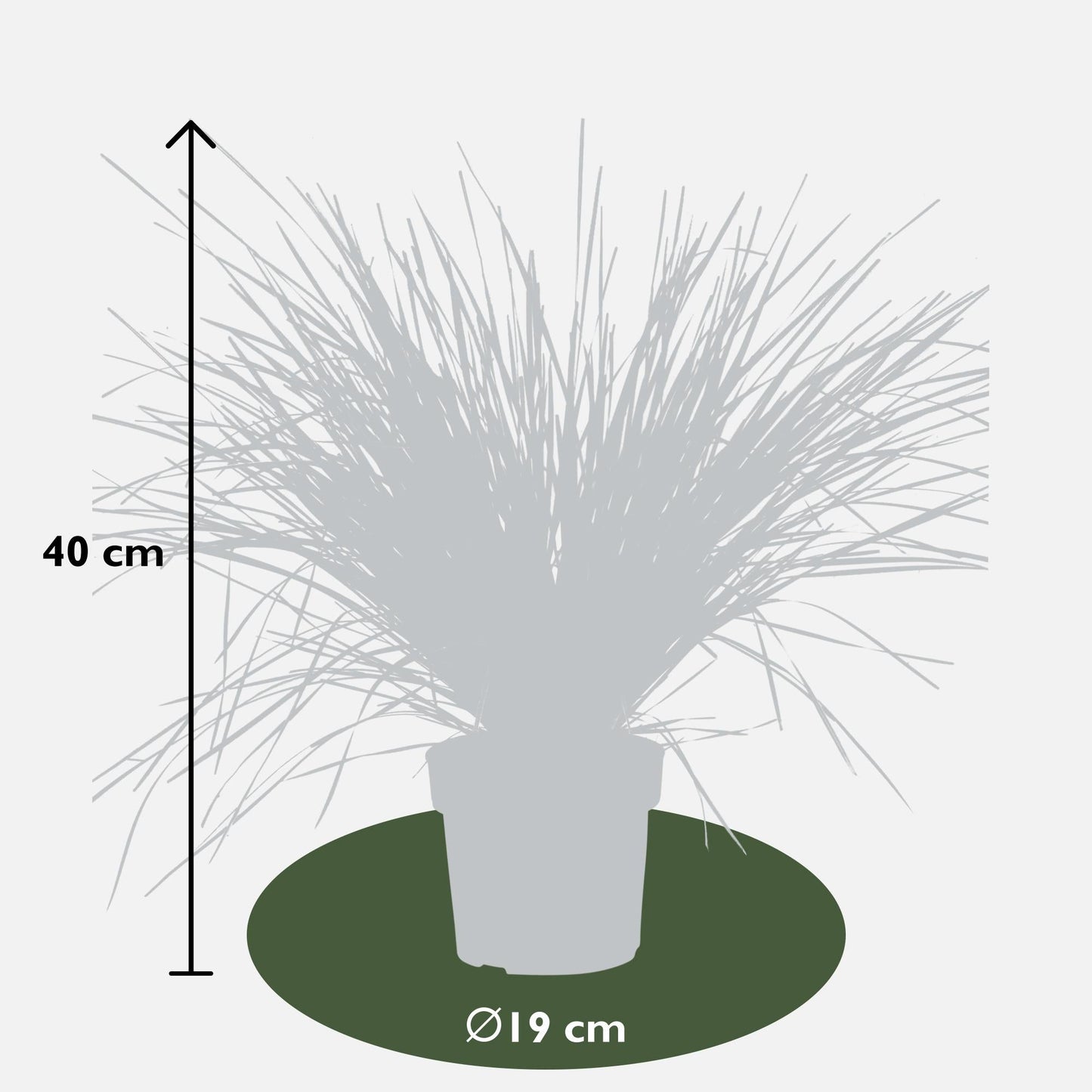 Geißblatt - Lomandra longifolia 'White Sands' - Ø19cm - ↕40cm 