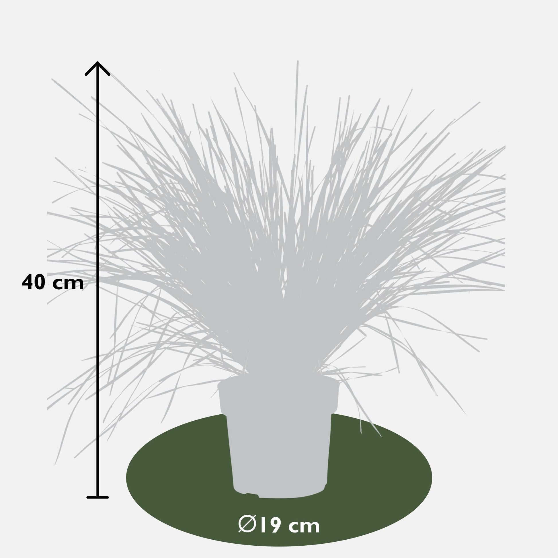 Geißblatt - Lomandra longifolia 'White Sands' - Ø19cm - ↕40cm 