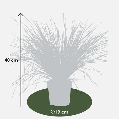 Geißblatt - Lomandra longifolia 'White Sands' - Ø19cm - ↕40cm 