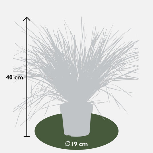 Geißblatt - Lomandra longifolia 'White Sands' - Ø19cm - ↕40cm 