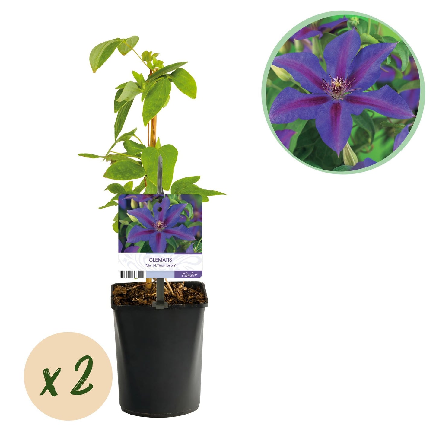 Kletterpflanze Clematis Mrs. N. Thompson – Lila Blüten – Wenig Pflege – 2 Pflanzen – 11 cm Höhe 40 cm – Für Garten, Balkon & Pergolen 