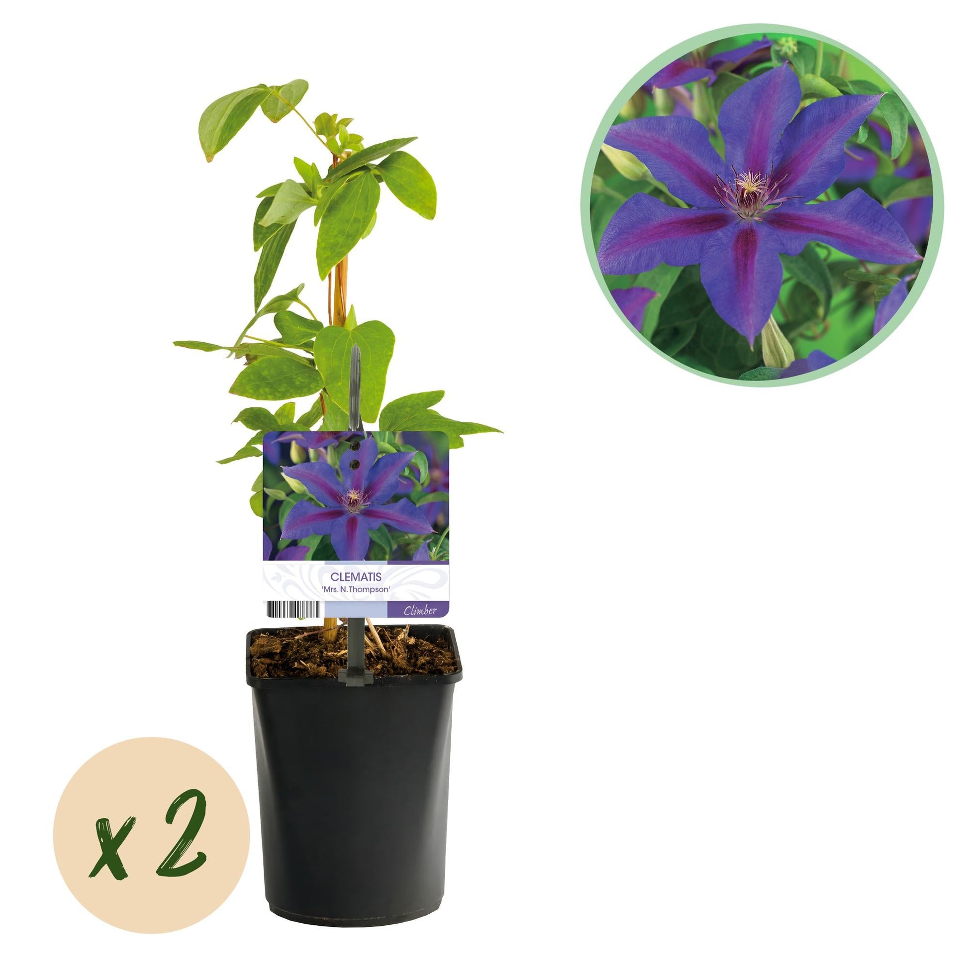 Kletterpflanze Clematis Mrs. N. Thompson – Lila Blüten – Wenig Pflege – 2 Pflanzen – 11 cm Höhe 40 cm – Für Garten, Balkon & Pergolen 