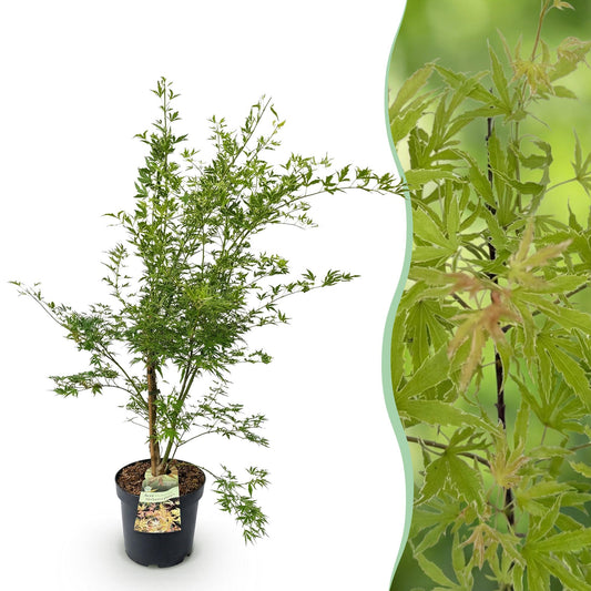 Green boutiQ - Gartenpflanze - Acer palmatum Methamorphosa - Japanischer Ahorn - Laubabwerfend - Grün - Orange - 1 - Topf 26cm - Höhe 90cm 
