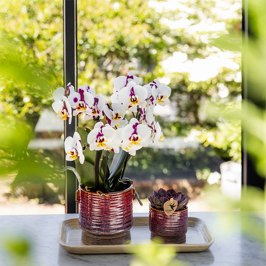 Kolibri Home | Aura sierpot - Ø6cm 