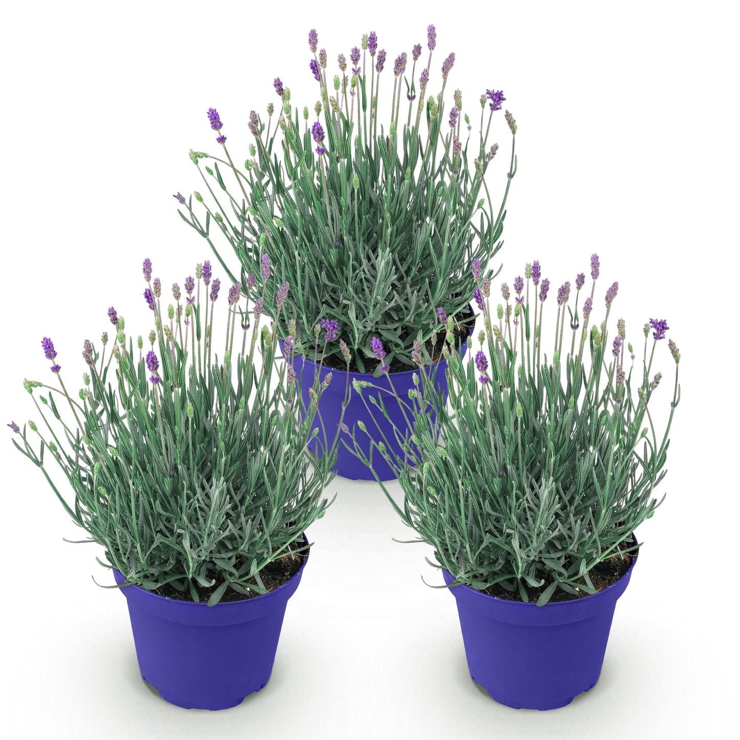 Green boutiQ - Gartenpflanze - Lavandula angustifolia Hidcote - Lavendel - Winterhart - Lila - 3 Pflanzen - Topf 12cm - Höhe 15-25cm 