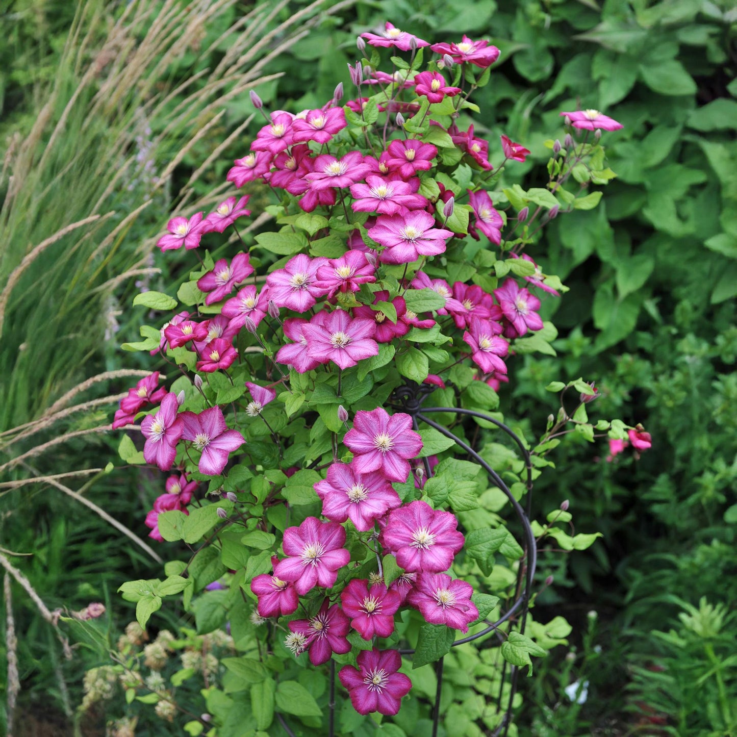 Kletterpflanze Clematis Ville de Lyon – Rosa Blüten – 2 Pflanzen – 11 cm x H40 cm – Winterhart & Pflegeleicht – Ideal für Garten, Balkon & Pergolen 