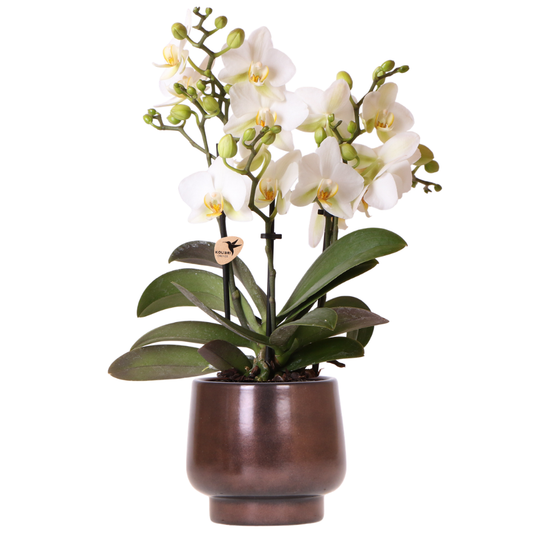 Kolibri Orchids | Scandic Copper Übertopf Ø9cm mit weißer Lausanne Orchidee – frisch vom Züchter 