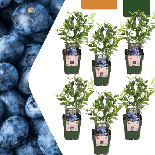 Vaccinium corymbosum – Bio-Heidelbeere – Ø13cm – ↕20cm – 6 Pflanzen – Biologische Heidelbeerpflanzen – Für Balkon, Terrasse & Garten