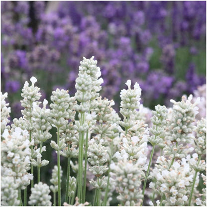 Echter Lavendel - Lavendel angustifolia White - Ø7 cm - ↕15 cm - 72 Stück