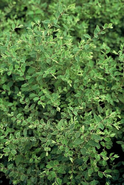 Symphoricarpos chenaultii 'Hancock' – Niedrige Purpurbeere – 60 Pflanzen – Ø9cm – ↕10–25cm – Bodendecker & Zierstrauch – Weißblühend mit Herbstbeeren – Winterhart
