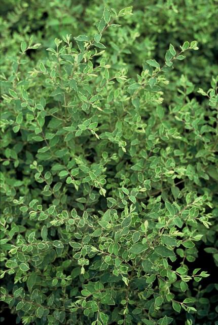 Symphoricarpos chenaultii 'Hancock' – Niedrige Purpurbeere – 60 Pflanzen – Ø9cm – ↕10–25cm – Bodendecker & Zierstrauch – Weißblühend mit Herbstbeeren – Winterhart