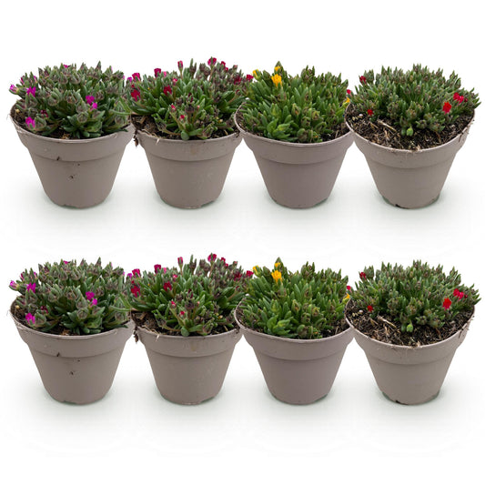 GreenboutiQ - Bodendecker - Winterhart - Delosperma - 8 Pflanzen - Farben Rot - Gelb - Lila - Rosa - Wenig Pflege - Topf 14cm Höhe 17cm 
