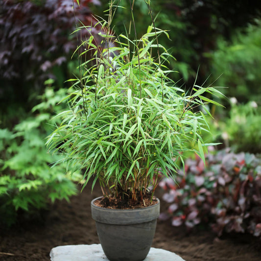 Bambus Fargesia Asian Wonder nicht wuchernder immergrüner Gartenbambus, grüne Sichtschutz Pflanzen, Ø14cm, 35cm hoch 