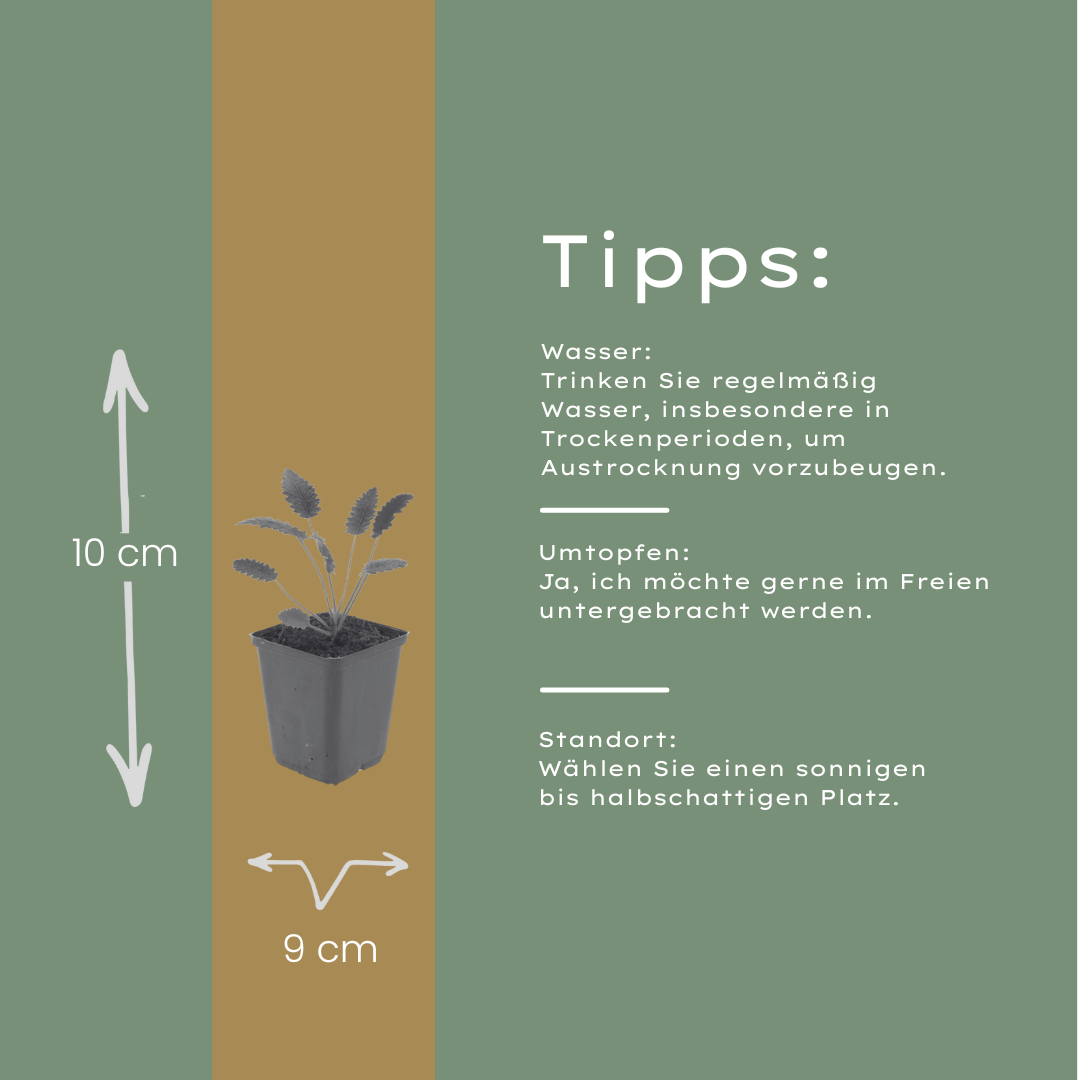 Sanguisorba officinalis Tanna – 12 Pflanzen – Ø9cm – Höhe 10-25cm – Winterharte Staude – Dunkelrosa Blütenähren – Bienenfreundlich für Beet & Präriegarten