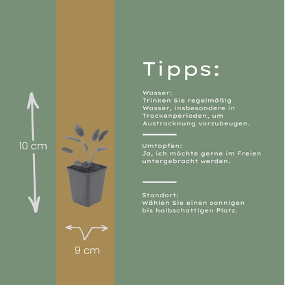Sanguisorba officinalis Tanna – 12 Pflanzen – Ø9cm – Höhe 10-25cm – Winterharte Staude – Dunkelrosa Blütenähren – Bienenfreundlich für Beet & Präriegarten