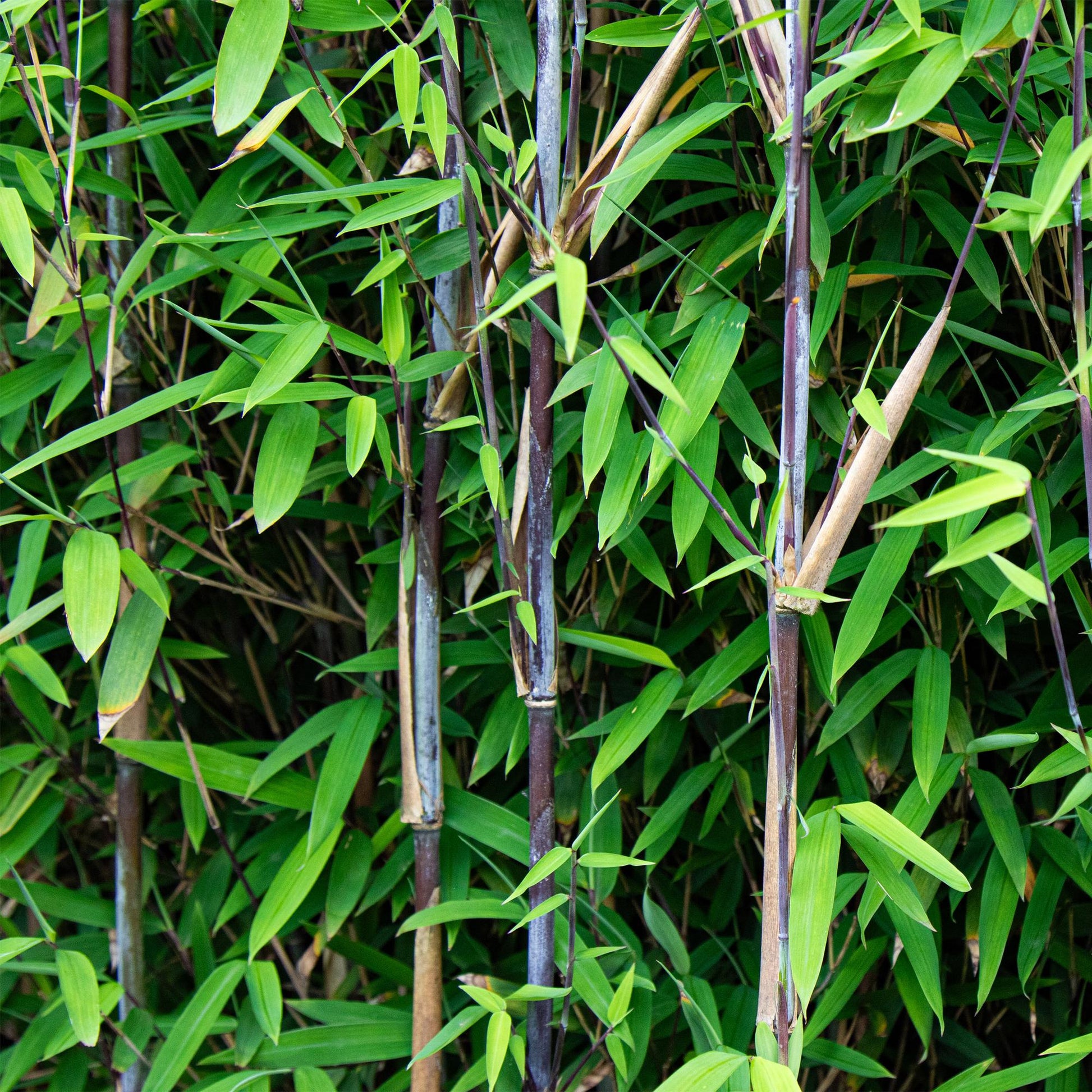 Green boutiQ - Gräser - Fargesia nitida Black Dragon - Bambus - Nicht Wuchernd - Grün - 2 Pflanzen - Topf 23 cm - Höhe 80 cm 