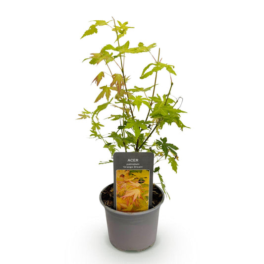 GreenboutiQ - Gartenpflanze - Acer palmatum Orange Dream - Orange - 1 Pflanze - Laubabwerfend - Wenig Pflege - Topf 12cm Höhe 35cm 
