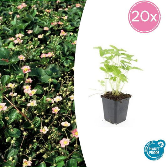Wald-Erdbeere – Fragaria vesca – ↑10-25cm – Ø9cm – 20 Pflanzen – Süße Früchte, pflegeleicht, Bodendecker, Beete, Steingärten