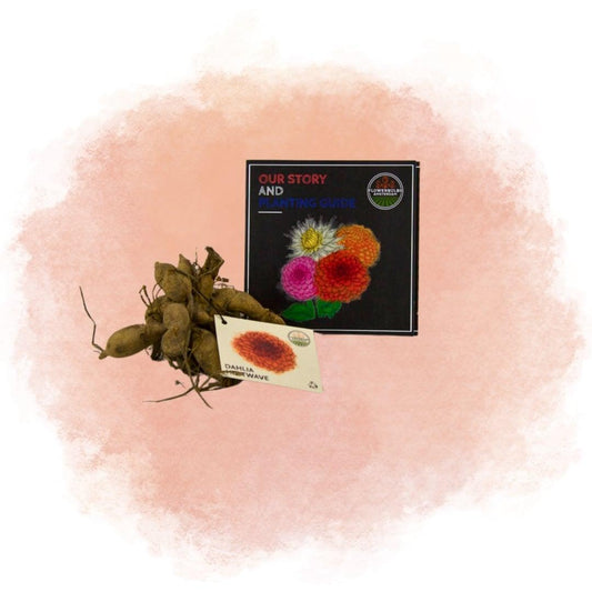 Blumenzwiebel - Dahlie - Heatwave - Knollen für 4 m² - große tiefrote Blüten - 24 Stück
