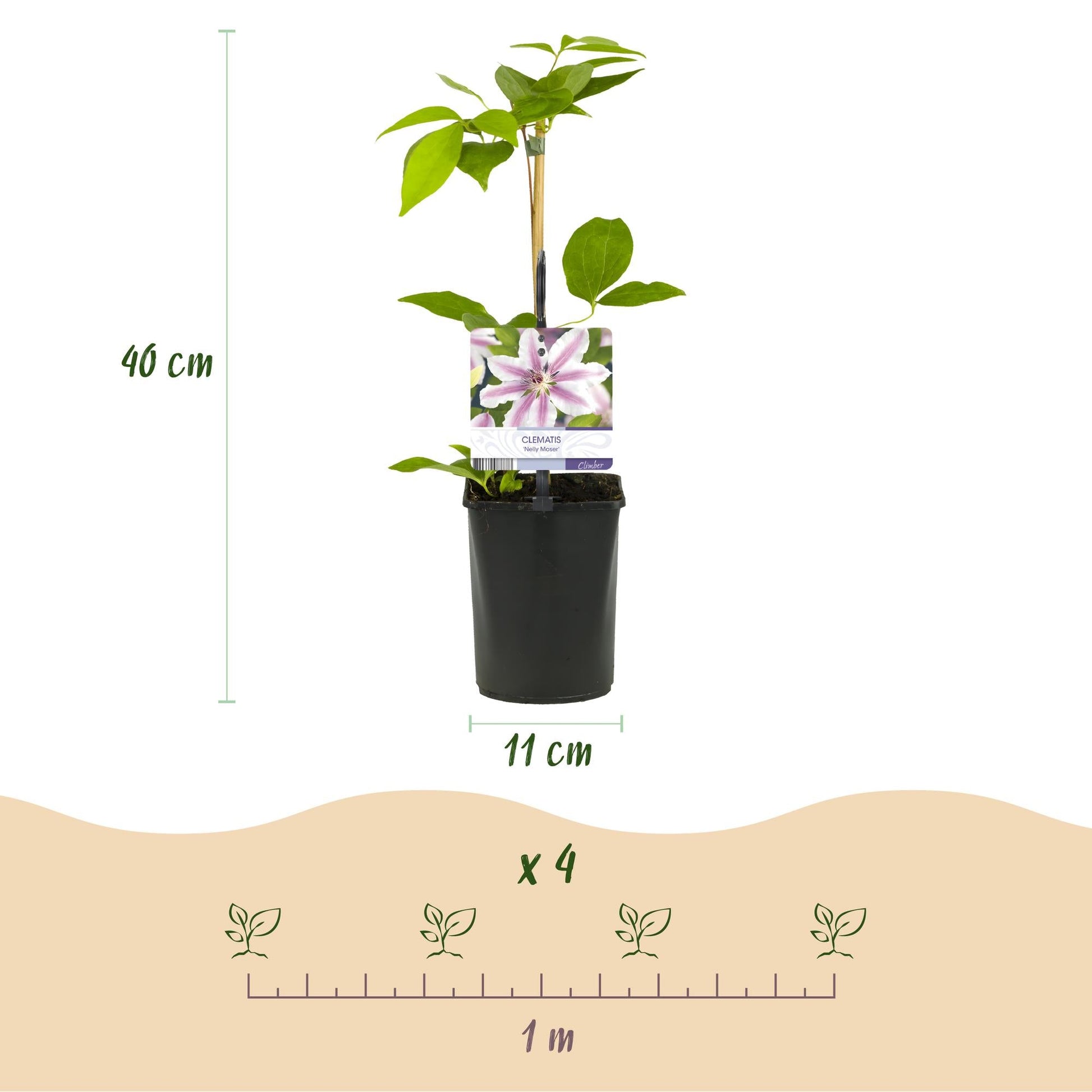 Kletterpflanze Clematis Nelly Moser – Rosa Blüten – Wenig Pflege – 2 Pflanzen – 11 cm Höhe 40 cm – Für Garten, Balkon & Pergolen 