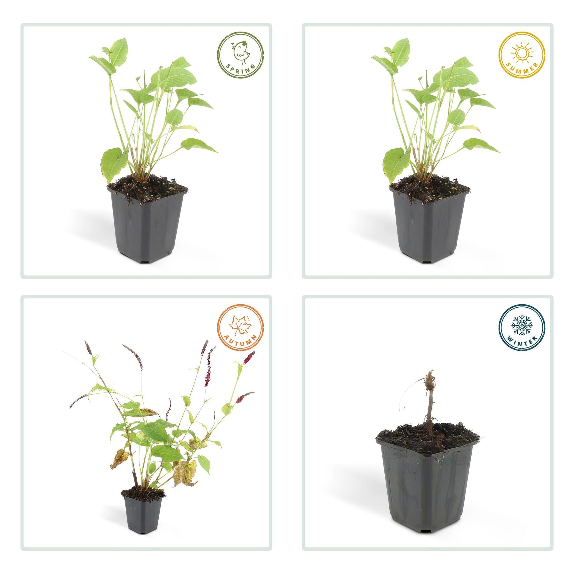 Kerzenknöterich Persicaria amplexicaulis – 24 Pflanzen – ↕10-25 cm – Ø9 cm – Robuste Staude mit roten Blütenähren – Pflegeleichte Sommerstaude für Beete & Garten 