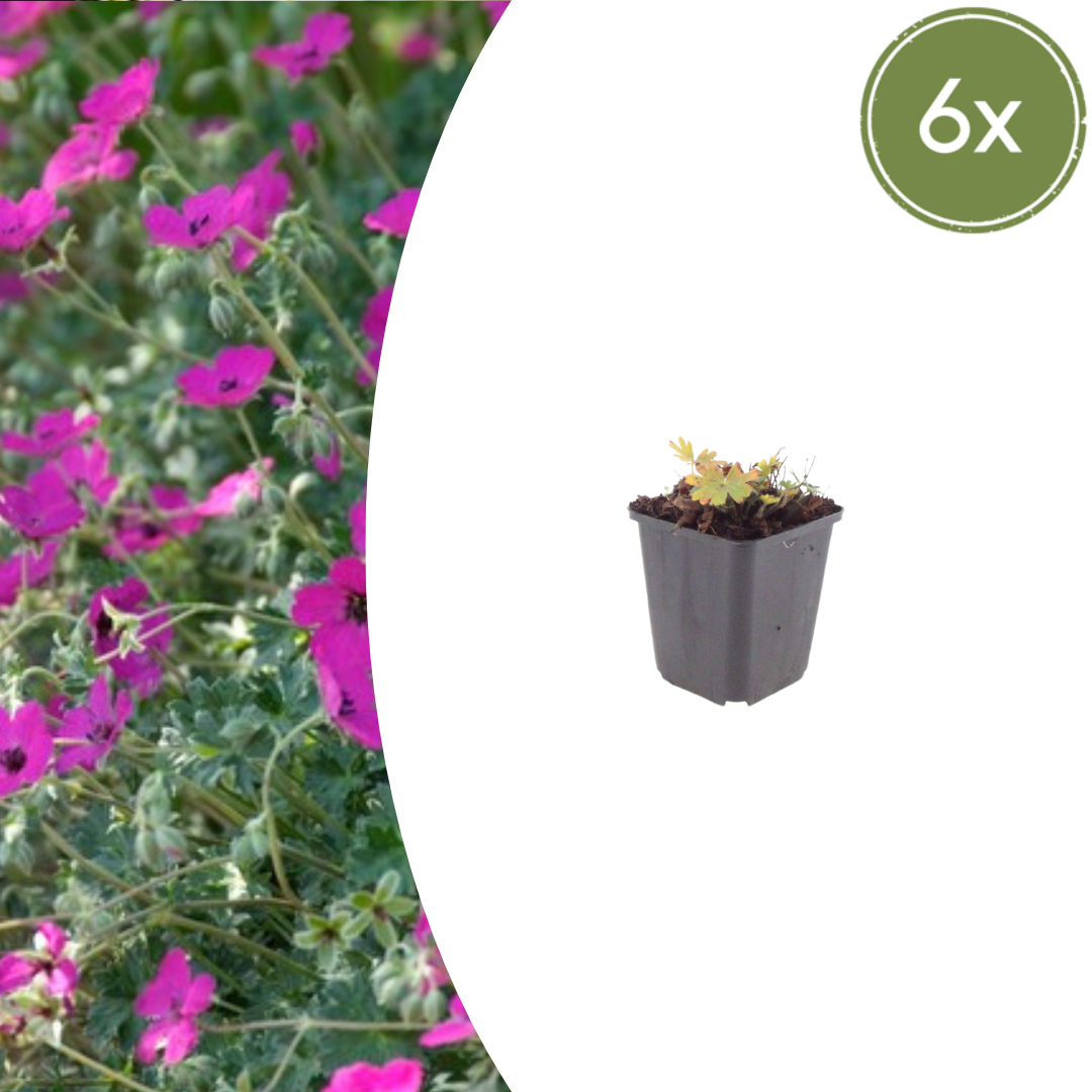 Geranium sanguineum Max Frei – 6 Pflanzen Ø9cm – Höhe 10-25cm – Karminrote Blütenstaude für sonnige Beete & Steingarten – Winterhart pflegeleicht – Kompakter Bodendecker
