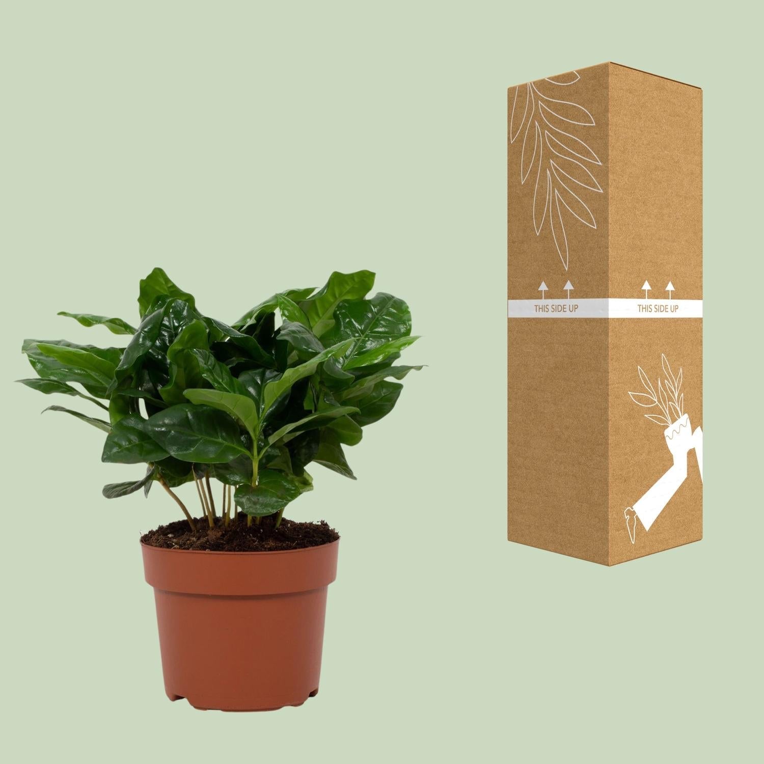 Arabische Kaffeepflanze – Coffea Arabica – Zimmerpflanze – Ø12cm – ↕22cm – Luftreinigend & Pflegeleicht 