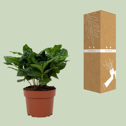 Arabische Kaffeepflanze – Coffea Arabica – Zimmerpflanze – Ø12cm – ↕22cm – Luftreinigend & Pflegeleicht 