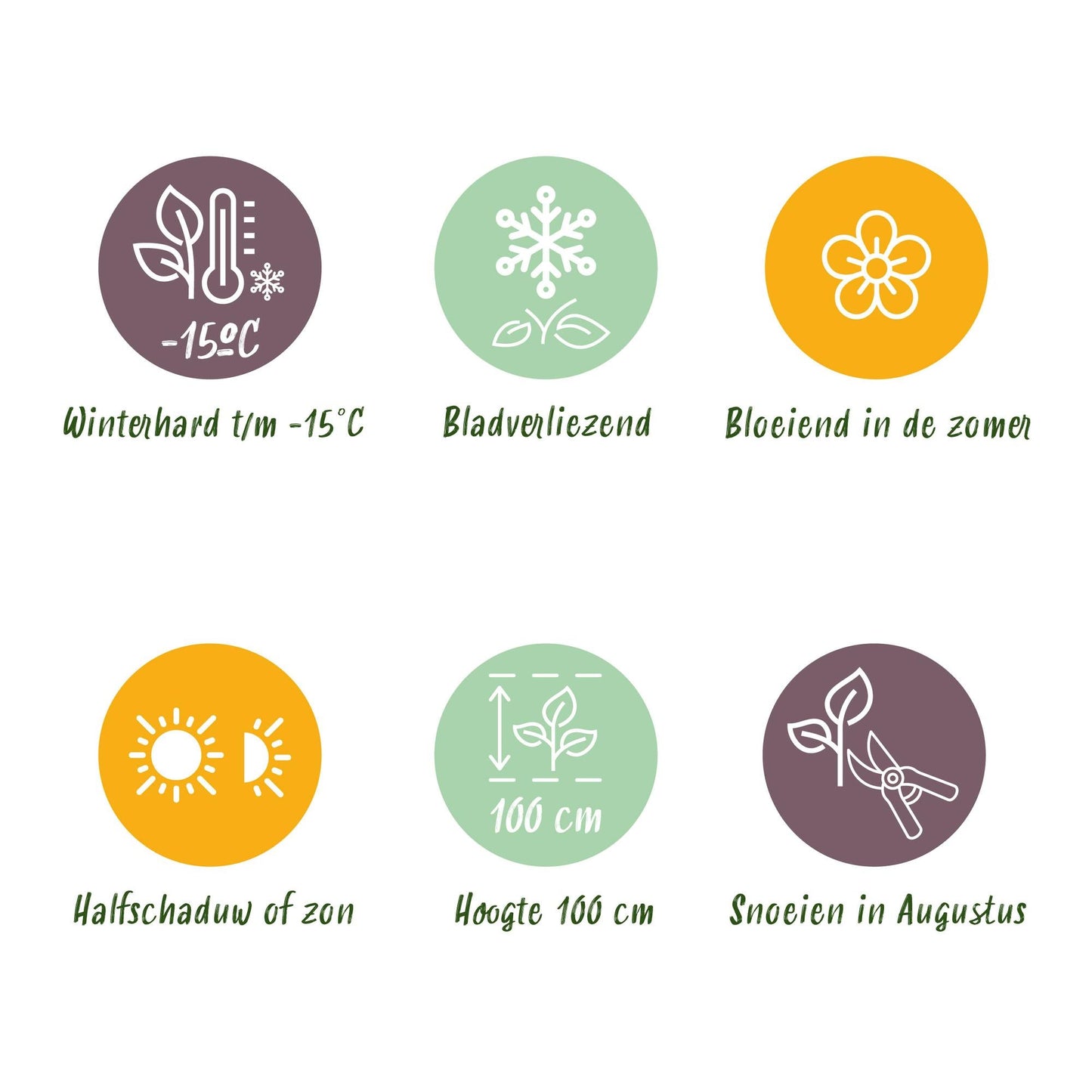 Hydrangea macrophylla Magical Revolution Pink – Gartenhortensie – 2 Pflanzen – Topf 23 cm – Höhe 55 cm – Rosa Blüten – Balkonpflanze – Sommerblüte – Sonne bis Halbschatten 