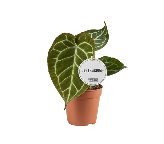 Herzblattblume - Anthurium Crystallinum - Zimmerpflanze - Ø12cm - ↕20cm