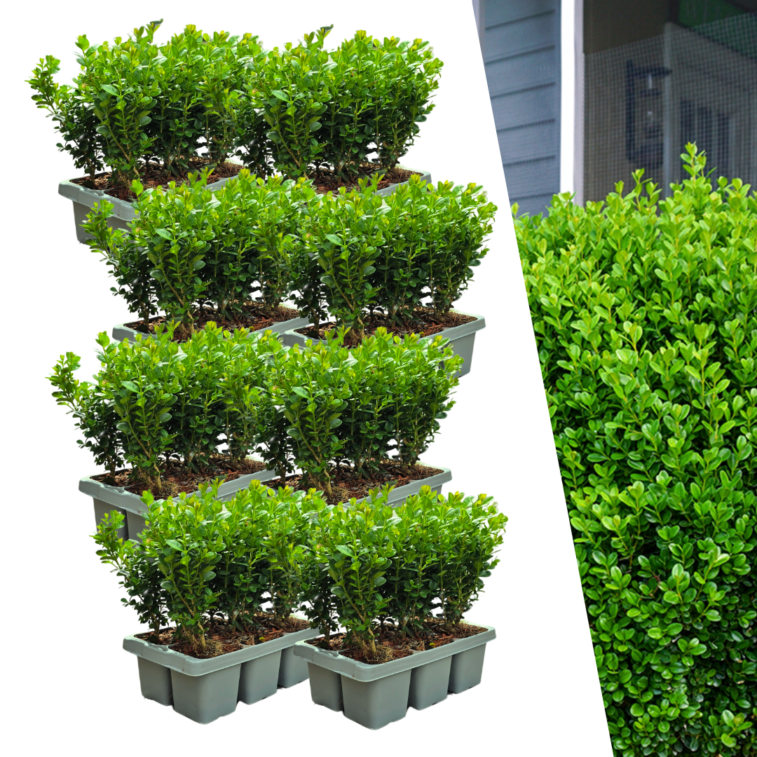 Buchsbaum – Buxus NewGen Freedom – 48 Pflanzen – je ca. 15 cm hoch – Topf Ø7 cm – kompakt & schnittverträglich – winterharte Immergrüne – ideal für Hecken & Formschnitt 