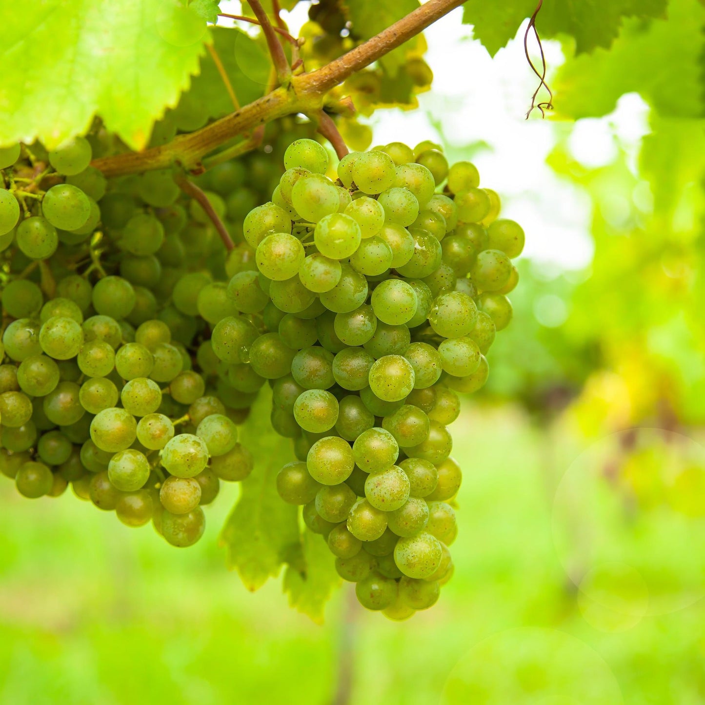 Weinrebe Vitis vinifera Frühzeit von der Laan – Weiße Traube – 2 Pflanzen – Obstpflanze – 15cm – Höhe 50cm 