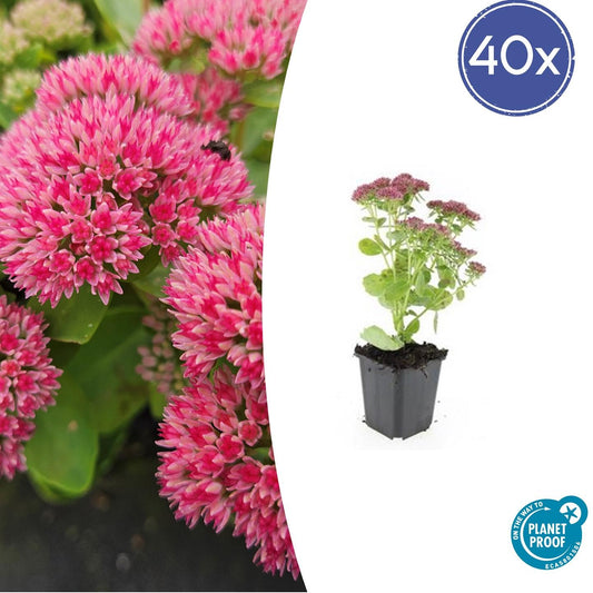 Hohes-Fettblatt Sedum 'Herbstfreude' – ↕10-25cm – Ø9cm – 40 Pflanzen – Rosa Blüten – Trockenheitsresistent & Bienenfreundlich – Sonnig 