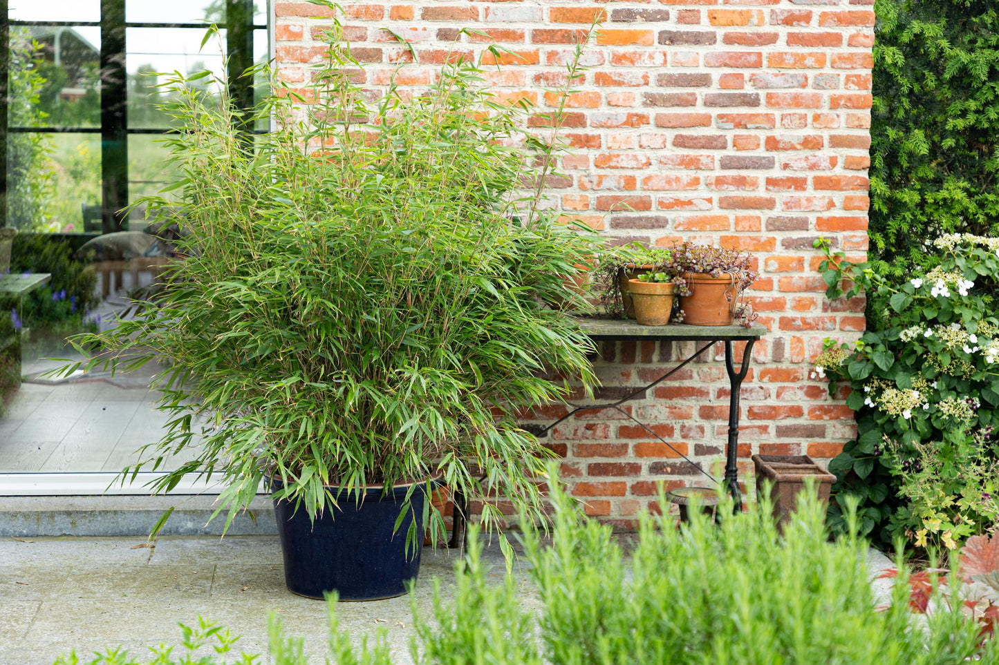 Green boutiQ - Gräser - Fargesia scabrida Asian Wonder - Bambus - Nicht Ausbreitend - Grün - 2 Pflanzen - Topf 23 cm - Höhe 80 cm 